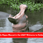 The Only Hippo Mascot in the USA Welcome to Hutto, Texas
