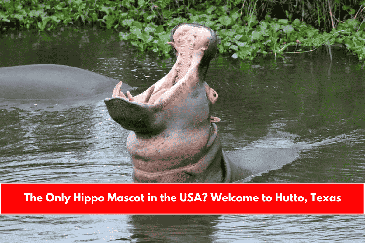 The Only Hippo Mascot in the USA Welcome to Hutto, Texas