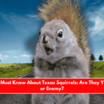 What You Must Know About Texas Squirrels Are They Your Friend or Enemy