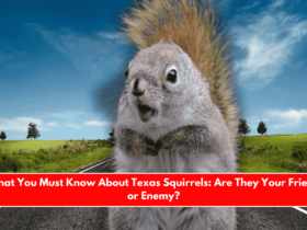 What You Must Know About Texas Squirrels Are They Your Friend or Enemy