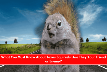 What You Must Know About Texas Squirrels Are They Your Friend or Enemy