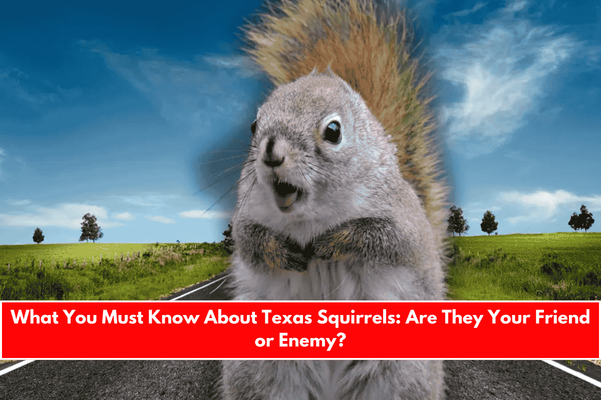 What You Must Know About Texas Squirrels Are They Your Friend or Enemy