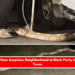 15-Foot Python Surprises Neighborhood at Block Party in Garland, Texas