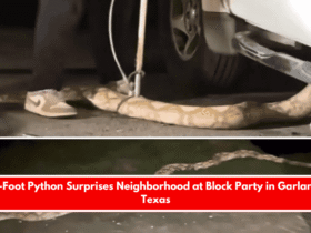 15-Foot Python Surprises Neighborhood at Block Party in Garland, Texas