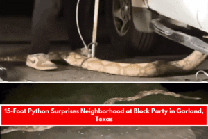 15-Foot Python Surprises Neighborhood at Block Party in Garland, Texas