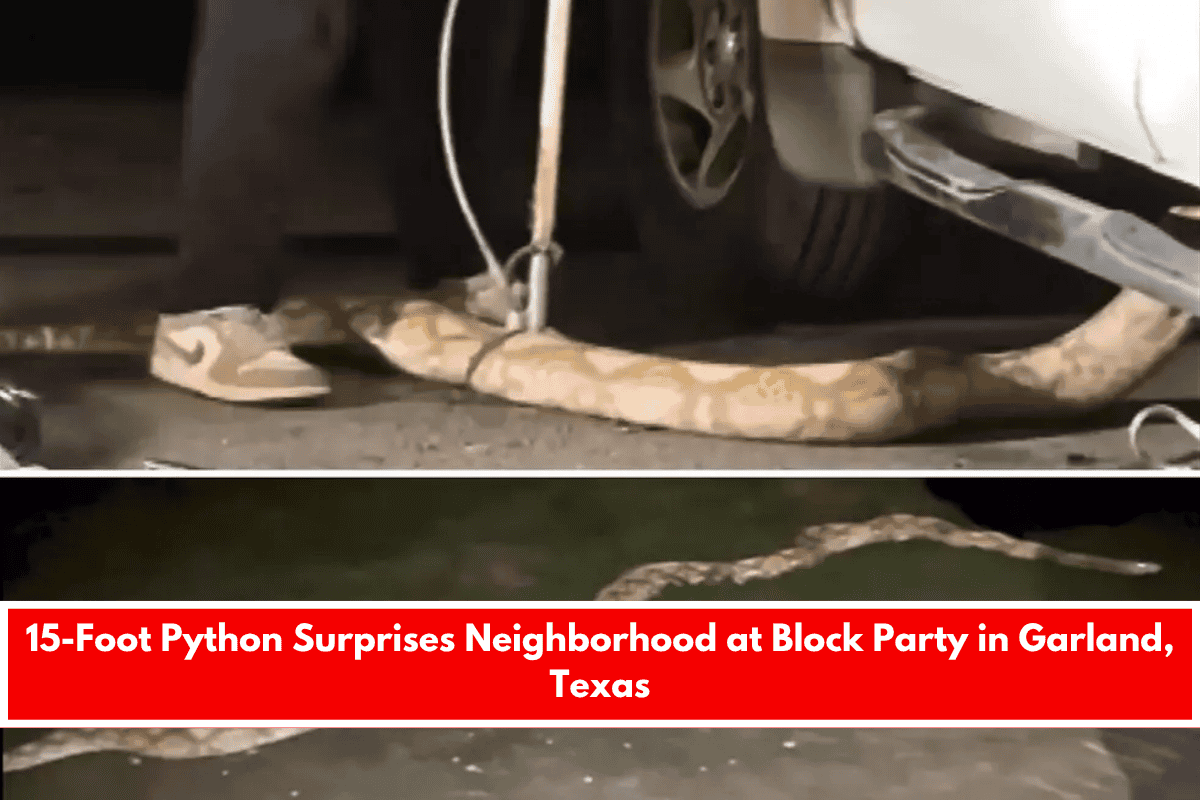 15-Foot Python Surprises Neighborhood at Block Party in Garland, Texas
