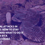 Animal Attacks in Texas How to Stay Safe and What to Do if Bitten by a Rattlesnake