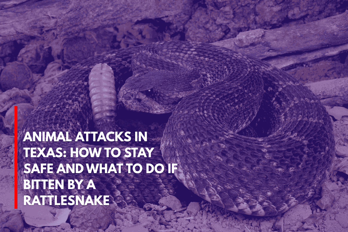 Animal Attacks in Texas How to Stay Safe and What to Do if Bitten by a Rattlesnake
