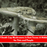 Beware of Death Cap Mushrooms in East Texas A Hidden Danger for Pets and People