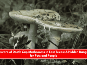 Beware of Death Cap Mushrooms in East Texas A Hidden Danger for Pets and People