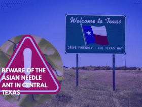 Beware of the Asian Needle Ant in Central Texas