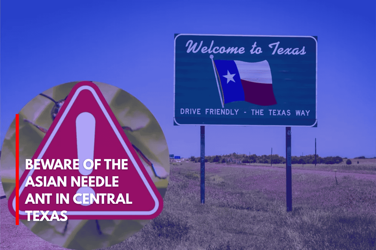 Beware of the Asian Needle Ant in Central Texas