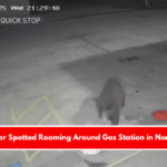 Black Bear Spotted Roaming Around Gas Station in North Texas