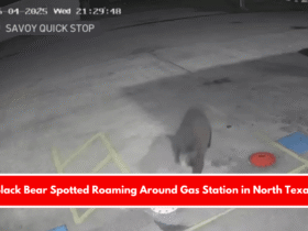 Black Bear Spotted Roaming Around Gas Station in North Texas