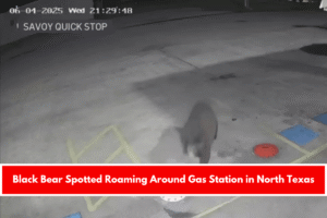 Black Bear Spotted Roaming Around Gas Station in North Texas