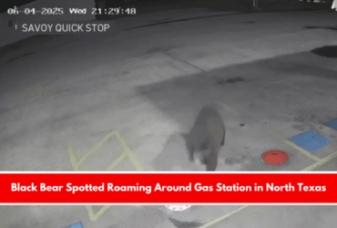 Black Bear Spotted Roaming Around Gas Station in North Texas