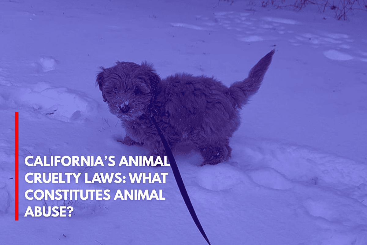 California’s Animal Cruelty Laws What Constitutes Animal Abuse