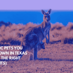 Exotic Pets You Can Own in Texas (With the Right Permits)