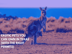 Exotic Pets You Can Own in Texas (With the Right Permits)