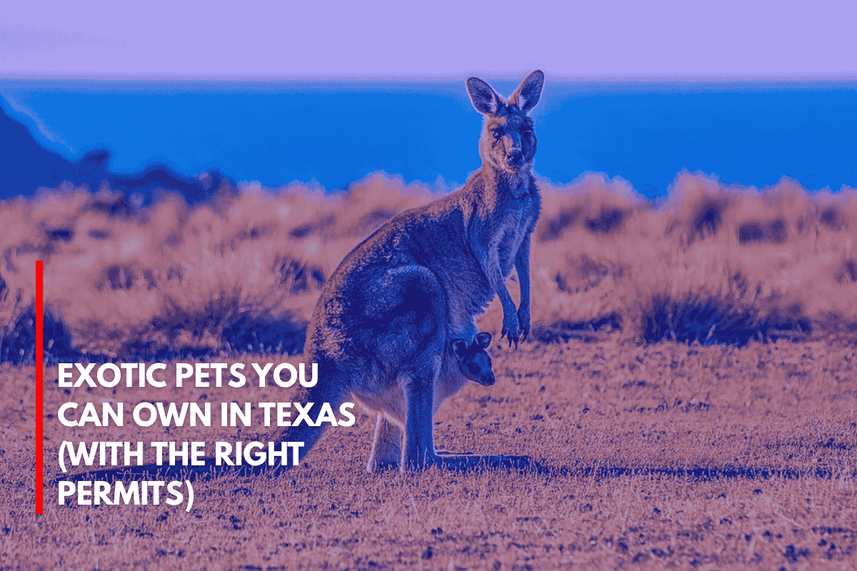 Exotic Pets You Can Own in Texas (With the Right Permits)