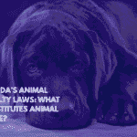 Florida’s Animal Cruelty Laws What Constitutes Animal Abuse