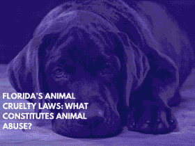 Florida’s Animal Cruelty Laws What Constitutes Animal Abuse