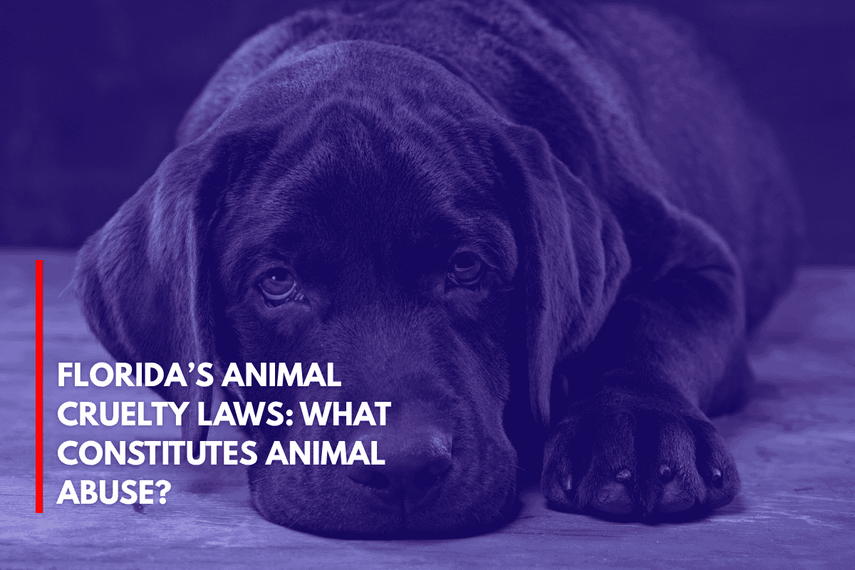 Florida’s Animal Cruelty Laws What Constitutes Animal Abuse