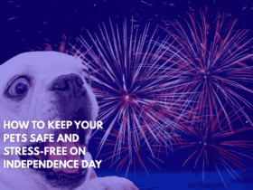 How to Keep Your Pets Safe and Stress-Free on Independence Day