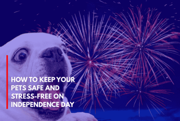 How to Keep Your Pets Safe and Stress-Free on Independence Day