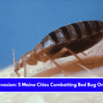 Insect Invasion 5 Maine Cities Combatting Bed Bug Onslaught