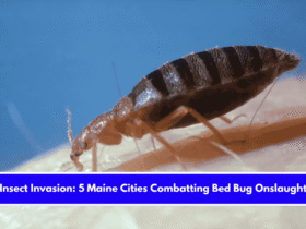 Insect Invasion 5 Maine Cities Combatting Bed Bug Onslaught