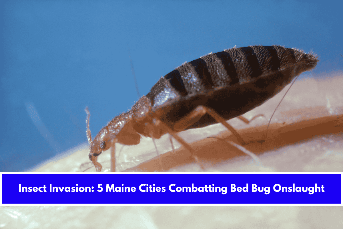 Insect Invasion 5 Maine Cities Combatting Bed Bug Onslaught