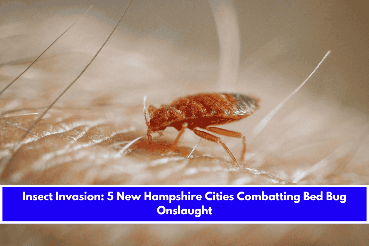 Insect Invasion 5 New Hampshire Cities Combatting Bed Bug Onslaught