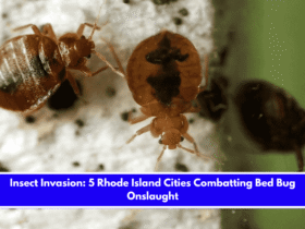 Insect Invasion 5 Rhode Island Cities Combatting Bed Bug Onslaught
