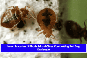 Insect Invasion 5 Rhode Island Cities Combatting Bed Bug Onslaught