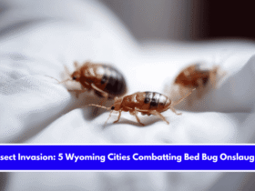 Insect Invasion 5 Wyoming Cities Combatting Bed Bug Onslaught