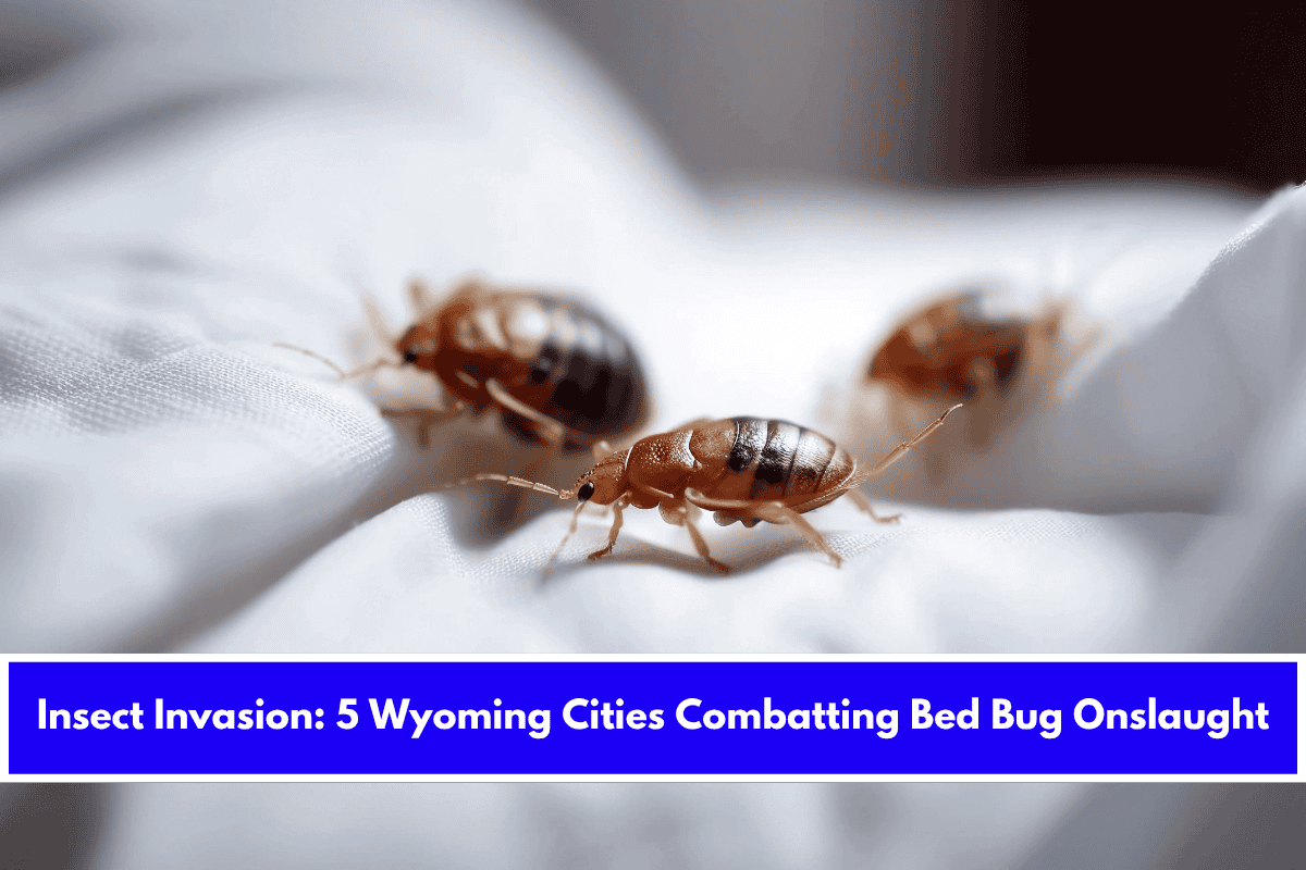 Insect Invasion 5 Wyoming Cities Combatting Bed Bug Onslaught