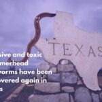 Invasive and toxic Hammerhead flatworms have been discovered again in Texas