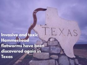 Invasive and toxic Hammerhead flatworms have been discovered again in Texas