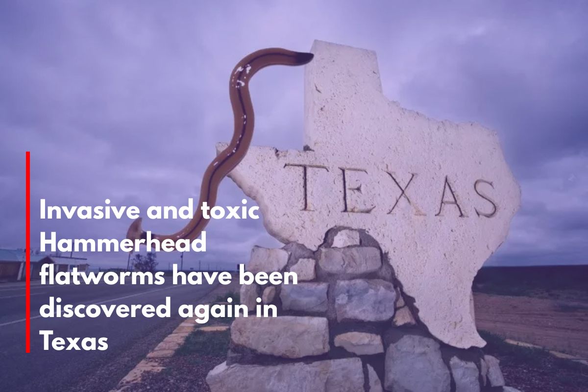 Invasive and toxic Hammerhead flatworms have been discovered again in Texas