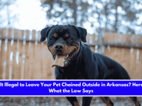 Is It Illegal to Leave Your Pet Chained Outside in Arkansas Here's What the Law Says