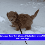 Is It Illegal to Leave Your Pet Chained Outside in Iowa Here's What the Law Says