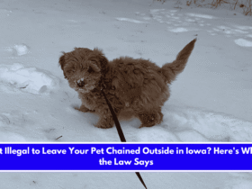 Is It Illegal to Leave Your Pet Chained Outside in Iowa Here's What the Law Says