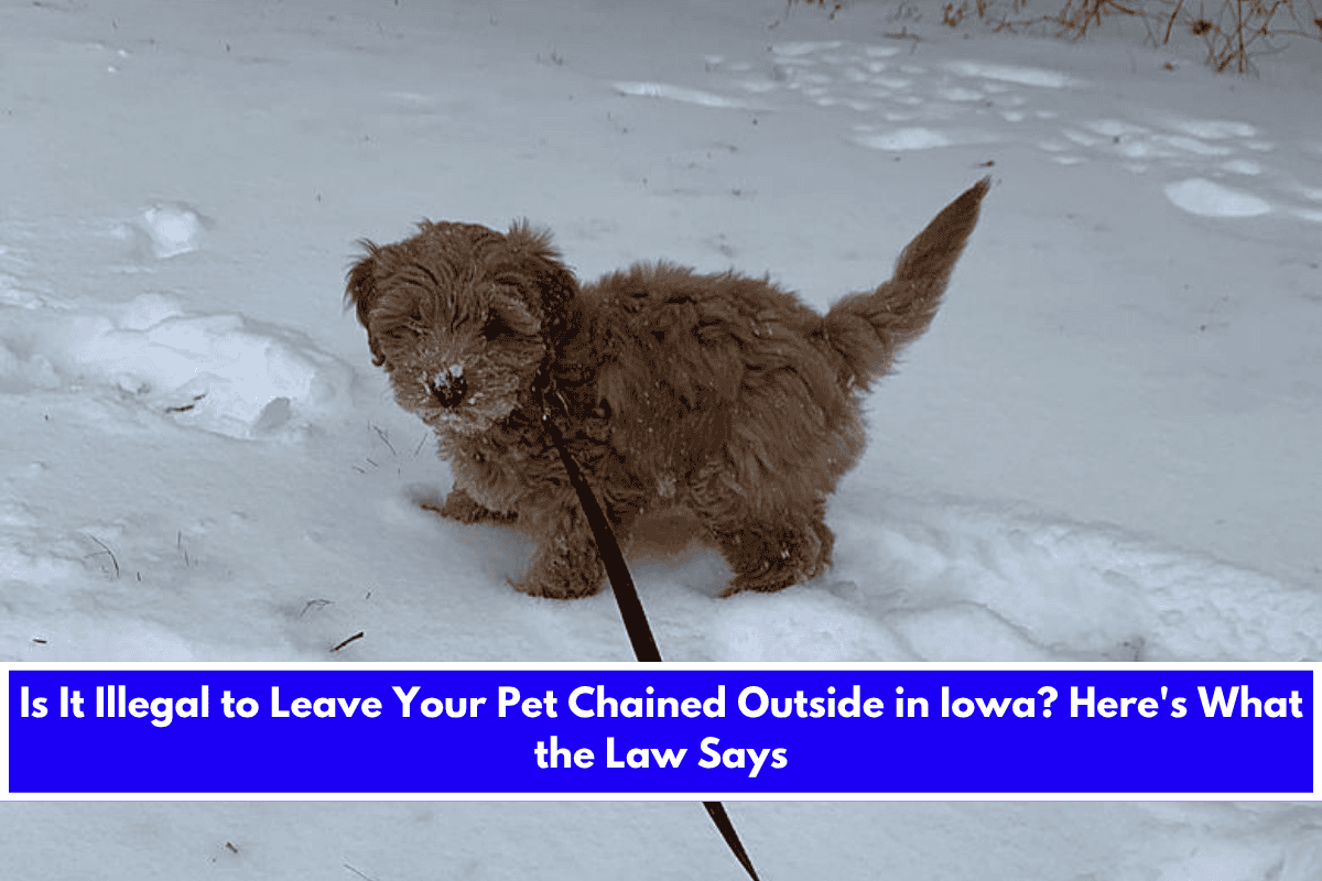Is It Illegal to Leave Your Pet Chained Outside in Iowa Here's What the Law Says