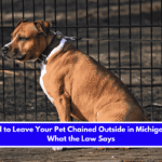Is It Illegal to Leave Your Pet Chained Outside in Michigan Here's What the Law Says