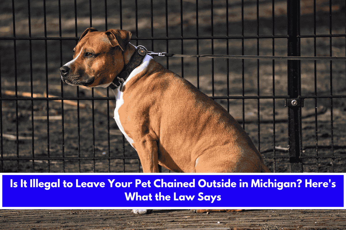 Is It Illegal to Leave Your Pet Chained Outside in Michigan Here's What the Law Says