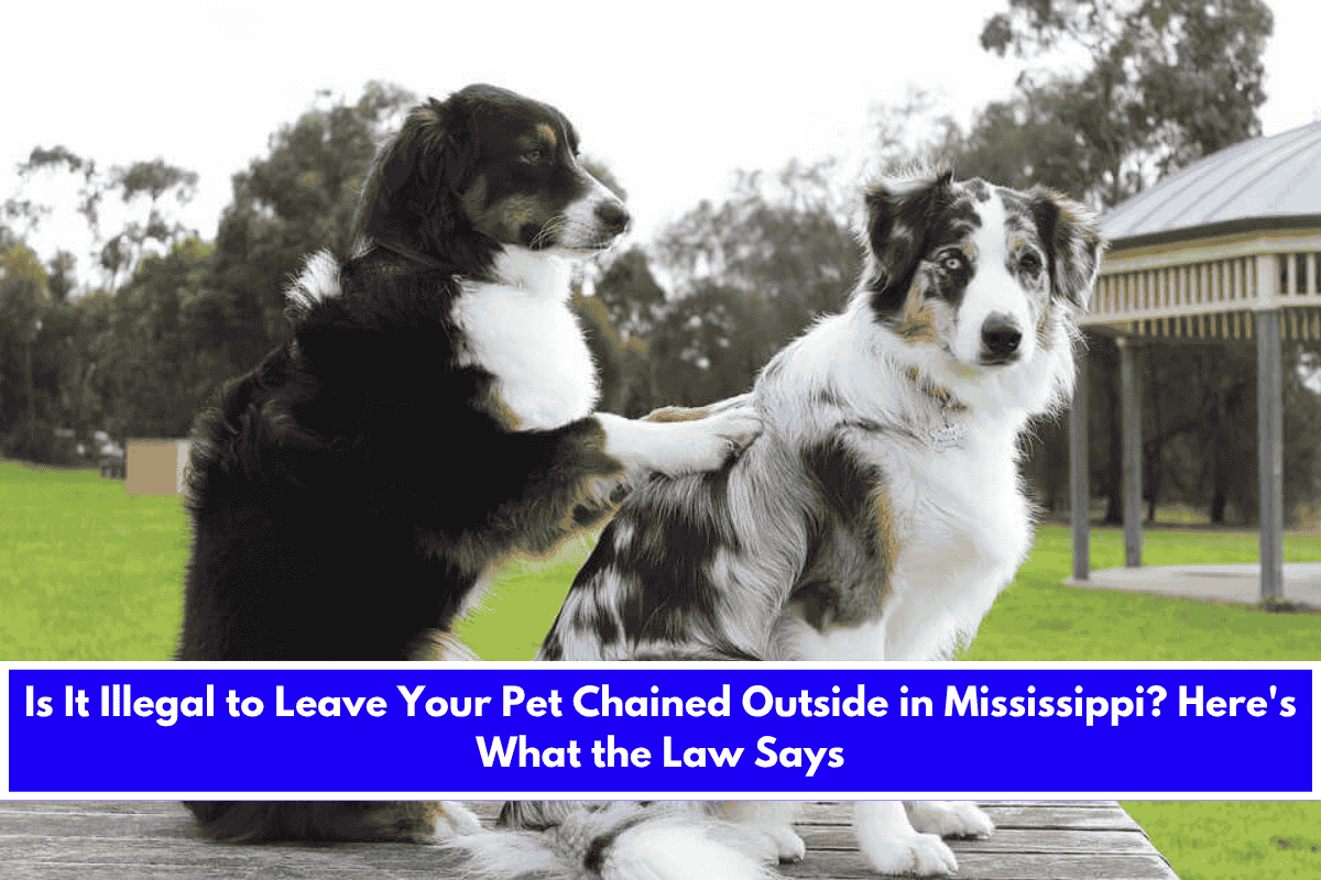 Is It Illegal to Leave Your Pet Chained Outside in Mississippi Here's What the Law Says