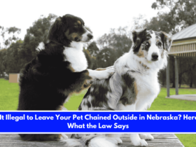 Is It Illegal to Leave Your Pet Chained Outside in Nebraska Here's What the Law Says