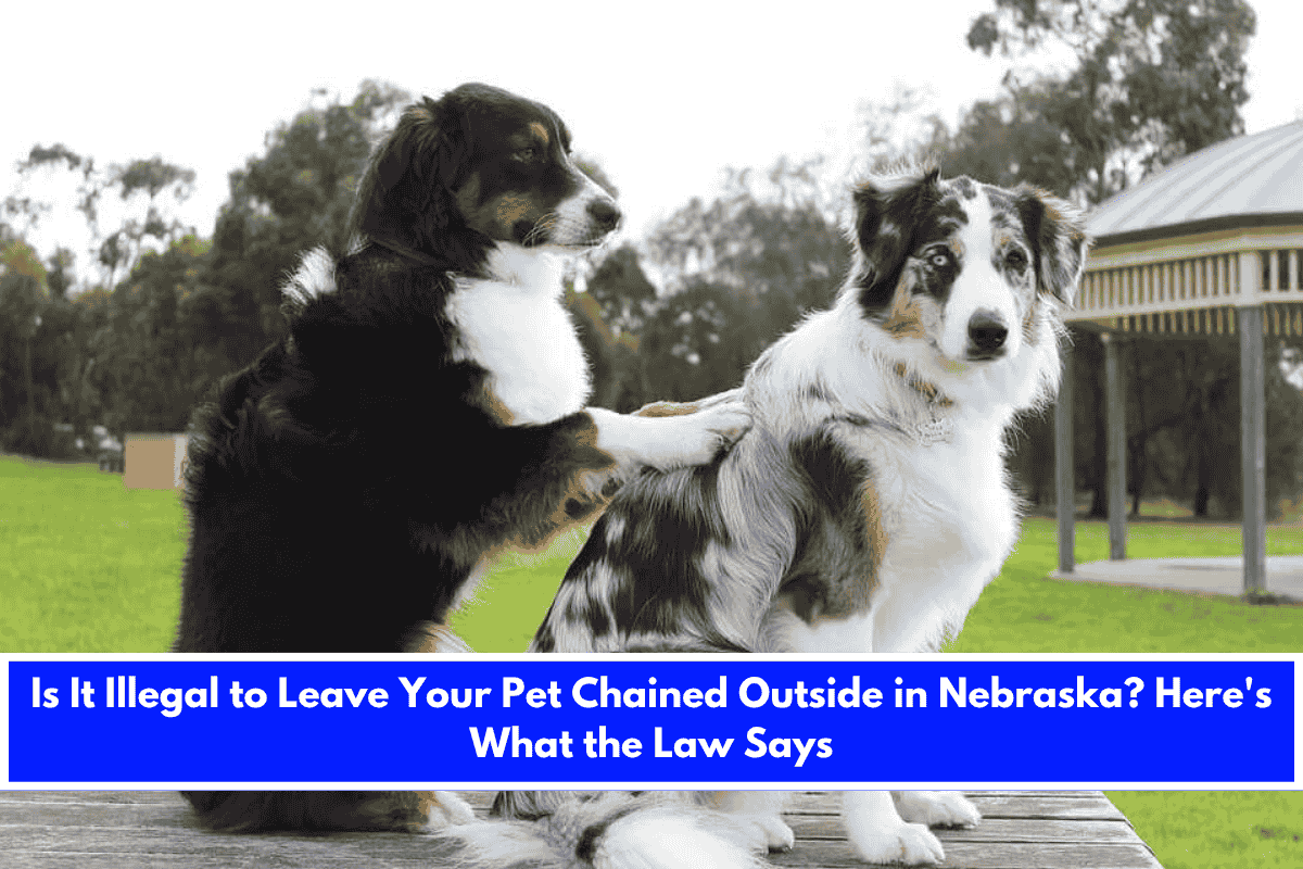 Is It Illegal to Leave Your Pet Chained Outside in Nebraska Here's What the Law Says