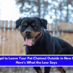 Is It Illegal to Leave Your Pet Chained Outside in New Mexico Here's What the Law Says
